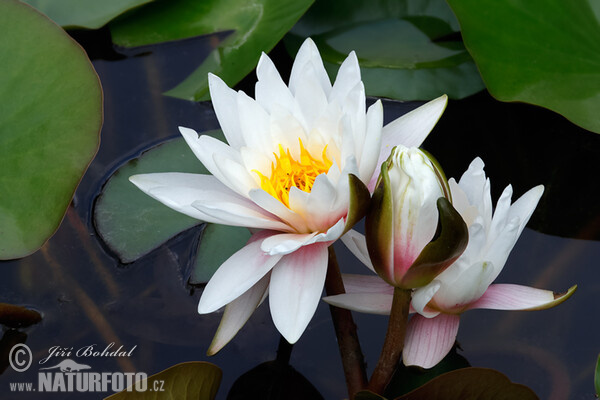 Weiße Seerose (Nymphaea candida)
