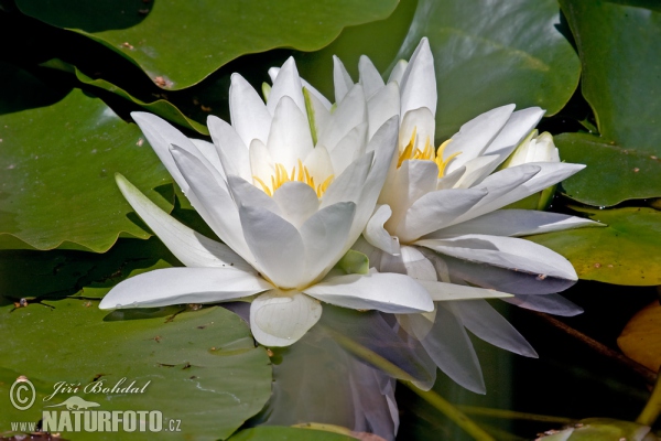 Weiße Seerose (Nymphaea alba)