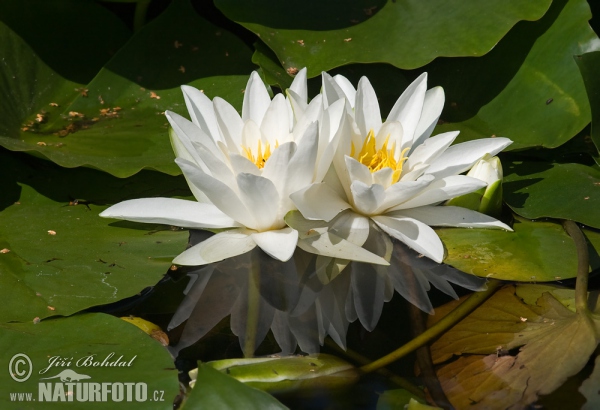 Weiße Seerose (Nymphaea alba)