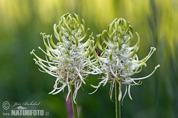 Weiße Teufelskralle (Phyteuma spicatum)