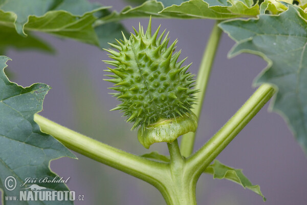 Weisser Stechapfel (Datura stramonium)