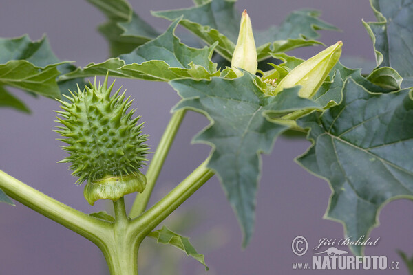 Weisser Stechapfel (Datura stramonium)