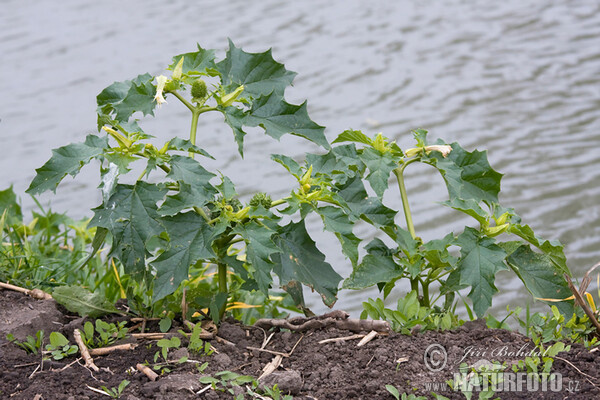 Weisser Stechapfel (Datura stramonium)