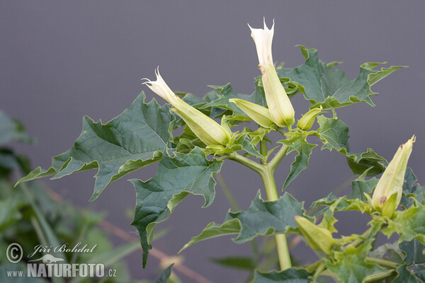 Weisser Stechapfel (Datura stramonium)