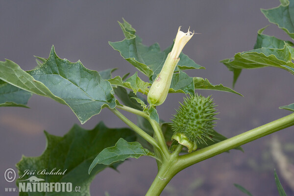 Weisser Stechapfel (Datura stramonium)