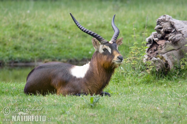 Weißnacken Moorantilope (Kobus megaceros)