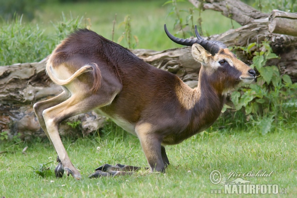 Weißnacken Moorantilope (Kobus megaceros)