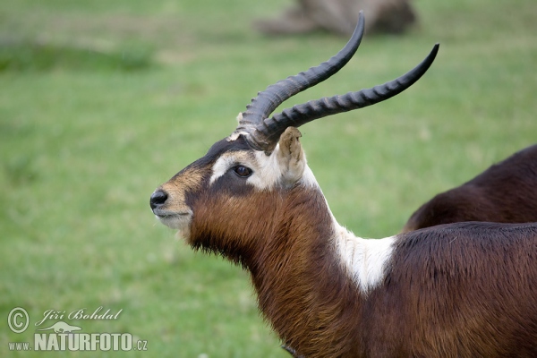 Weißnacken Moorantilope (Kobus megaceros)