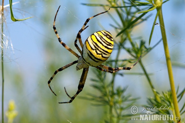 Wespenspinne (Argiope bruennichi)