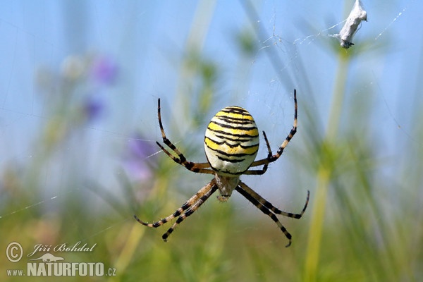 Wespenspinne (Argiope bruennichi)