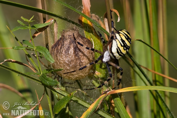 Wespenspinne (Argiope bruennichi)