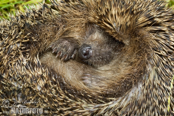 Westigel (Erinaceus europaeus)