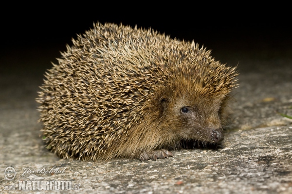 Westigel (Erinaceus europaeus)