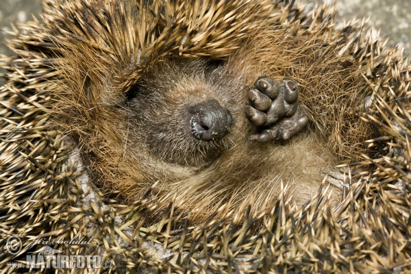 Westigel (Erinaceus europaeus)