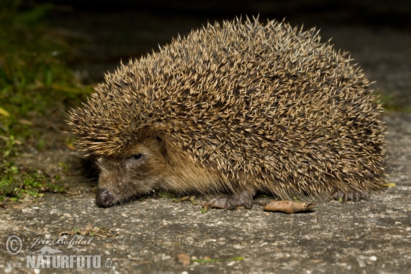 Westigel (Erinaceus europaeus)