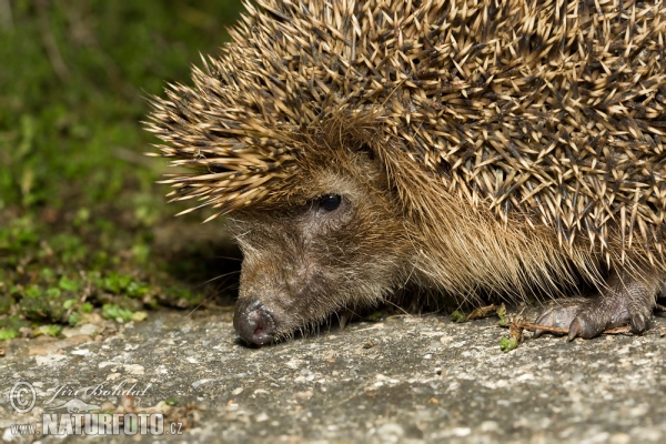 Westigel (Erinaceus europaeus)