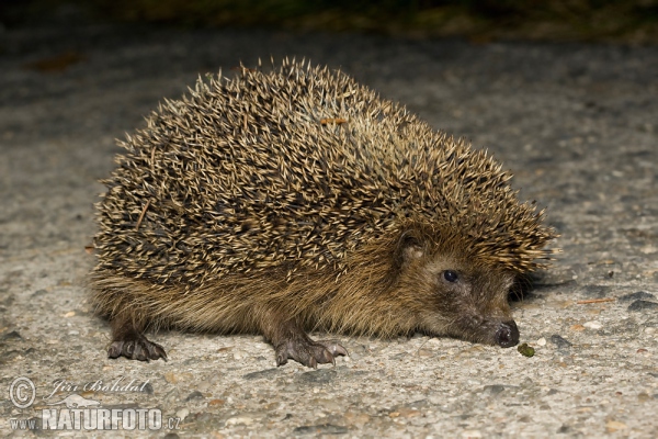 Westigel (Erinaceus europaeus)