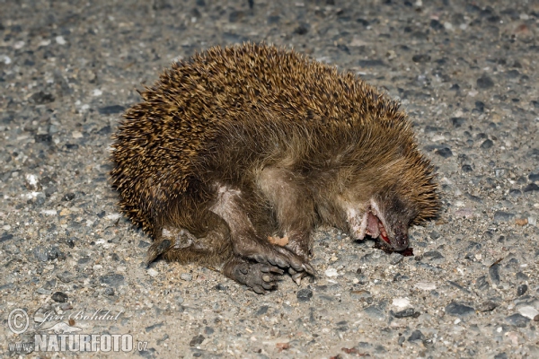 Westigel (Erinaceus europaeus)