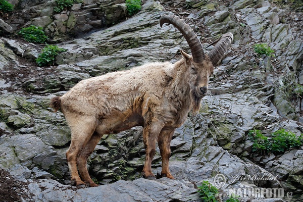 Westkaukasische Steinbock, Kuban-Tur ( (Capra caucasica)