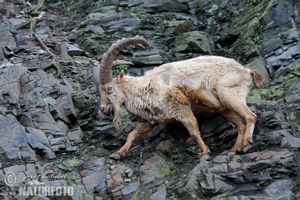 Westkaukasische Steinbock, Kuban-Tur ( (Capra caucasica)