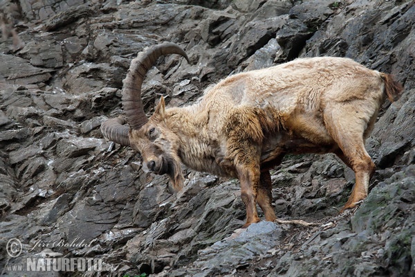 Westkaukasische Steinbock, Kuban-Tur ( (Capra caucasica)