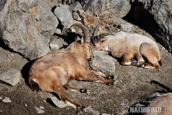 Westkaukasische Steinbock (Capra caucasica)