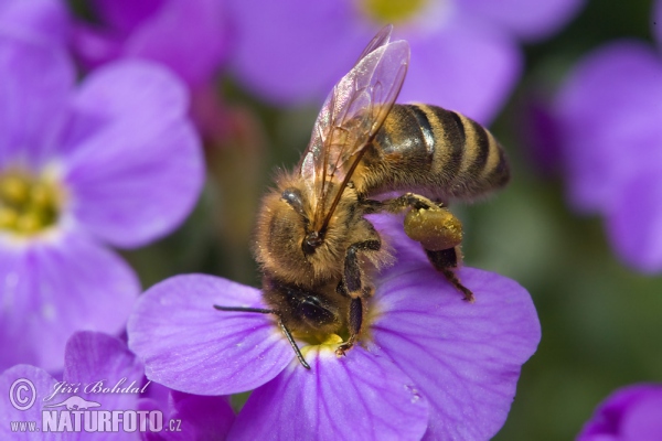 Westliche Honigbiene (Apis mellifera)