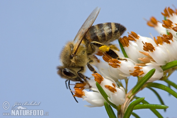 Westliche Honigbiene (Apis mellifera)