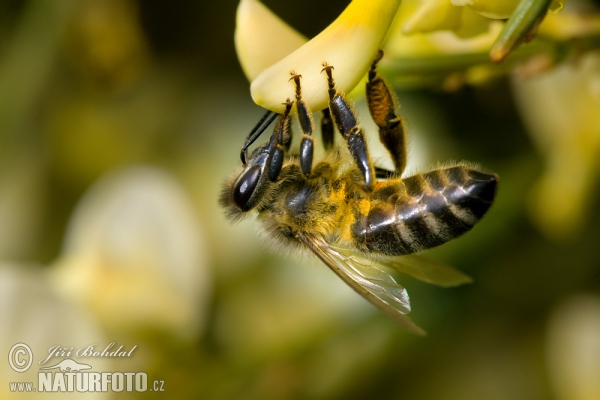 Westliche Honigbiene (Apis mellifera)