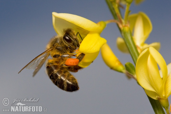 Westliche Honigbiene (Apis mellifera)