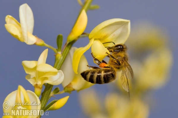 Westliche Honigbiene (Apis mellifera)