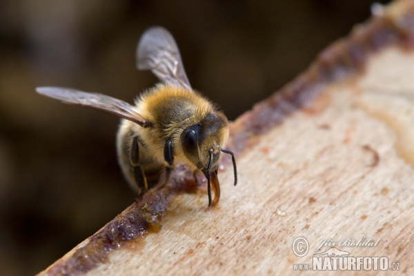 Westliche Honigbiene (Apis mellifera)