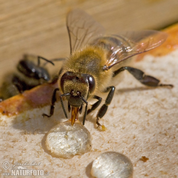 Westliche Honigbiene (Apis mellifera)