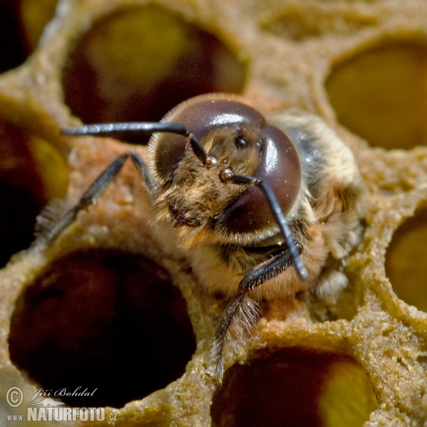 Westliche Honigbiene (Apis mellifera)