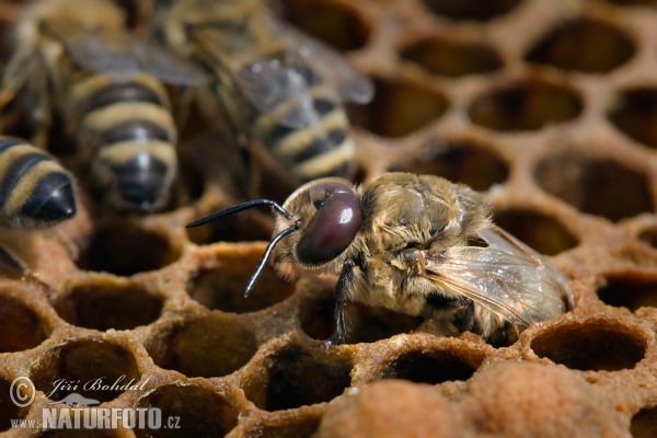 Westliche Honigbiene (Apis mellifera)