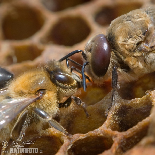 Westliche Honigbiene (Apis mellifera)