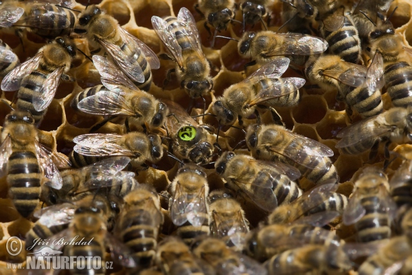 Westliche Honigbiene (Apis mellifera)