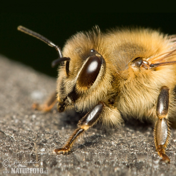 Westliche Honigbiene (Apis mellifera)