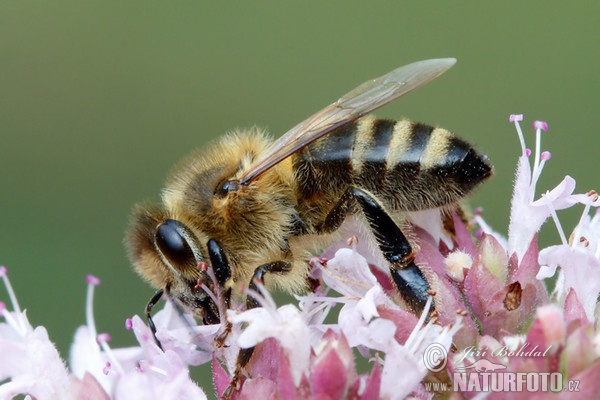 Westliche Honigbiene (Apis mellifera)