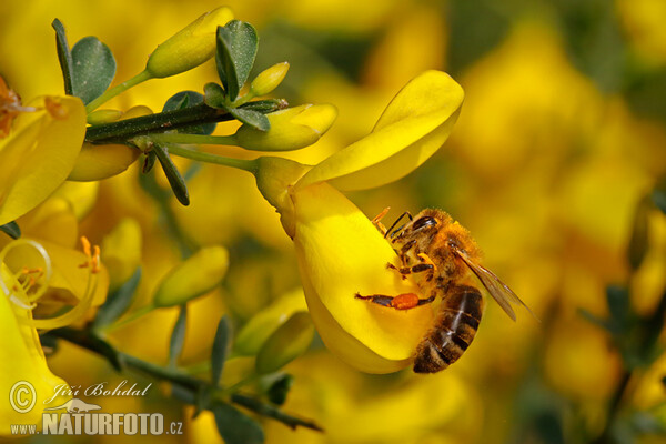 Westliche Honigbiene (Apis mellifera)