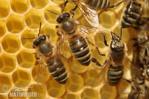 Westliche Honigbiene (Apis mellifera)