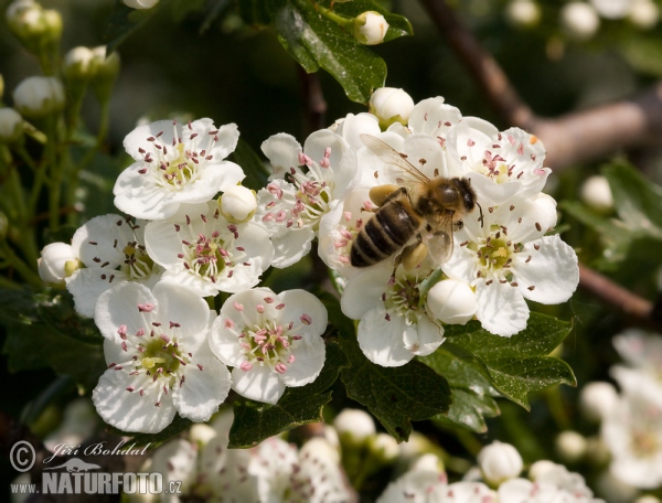 Westliche Honigbiene (Apis mellifera)