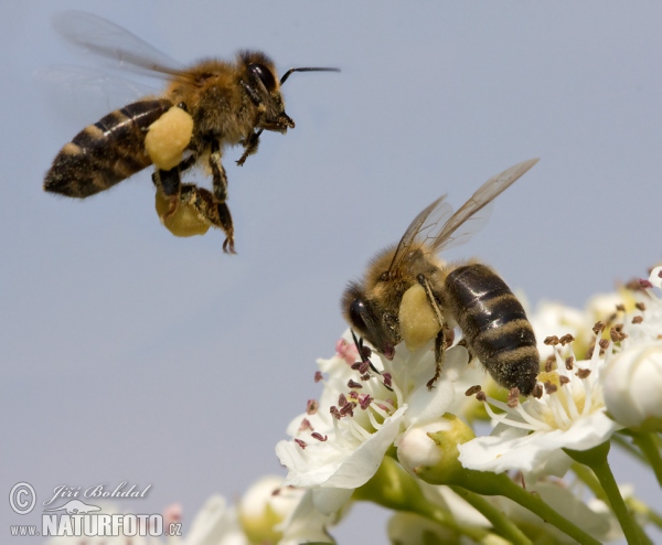 Westliche Honigbiene (Apis mellifera)