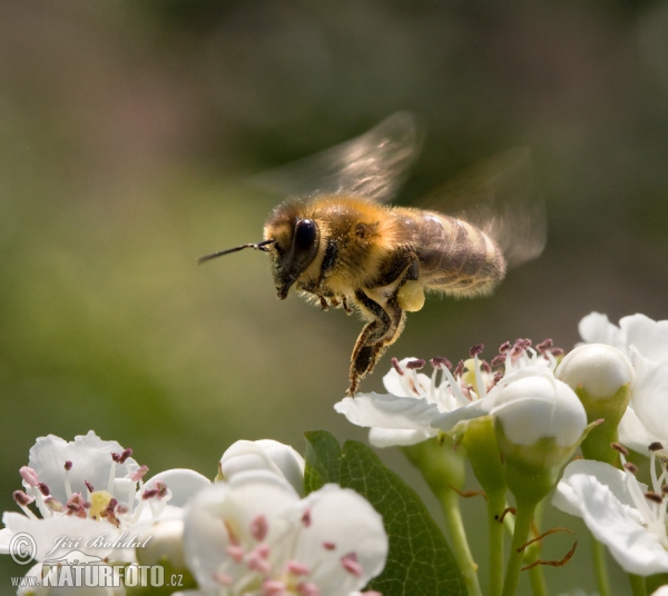 Westliche Honigbiene (Apis mellifera)