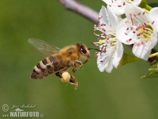 Westliche Honigbiene (Apis mellifera)