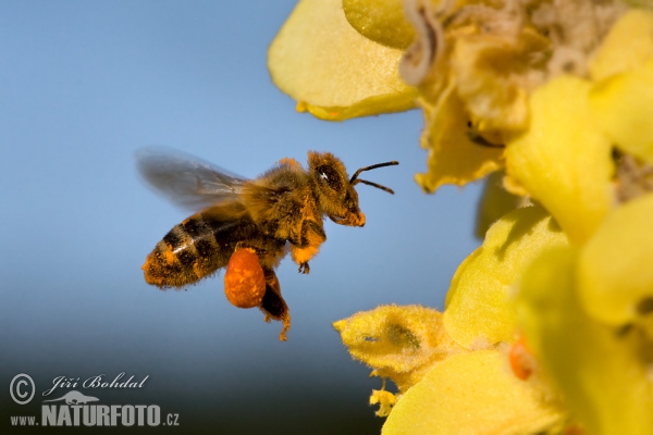 Westliche Honigbiene (Apis mellifera)