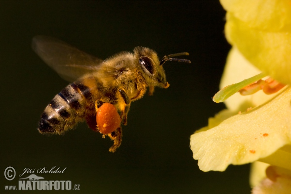 Westliche Honigbiene (Apis mellifera)