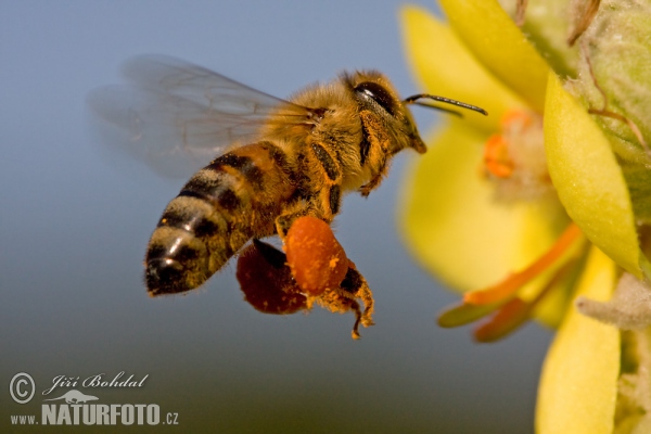 Westliche Honigbiene (Apis mellifera)