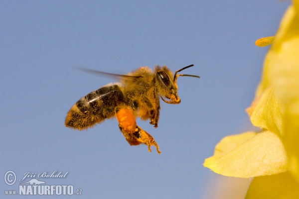 Westliche Honigbiene (Apis mellifera)