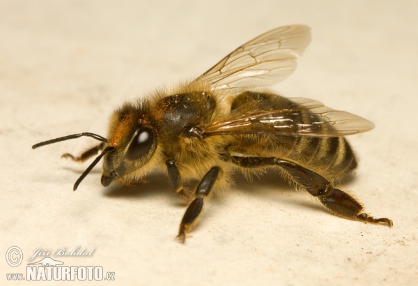 Westliche Honigbiene (Apis mellifera)